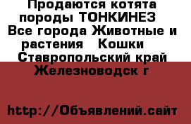 Продаются котята породы ТОНКИНЕЗ - Все города Животные и растения » Кошки   . Ставропольский край,Железноводск г.